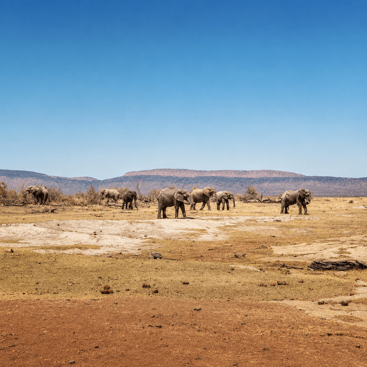 GABORONE ↔ MADIKWE GAME RESERVE (1 – 4 passengers) - Image 4