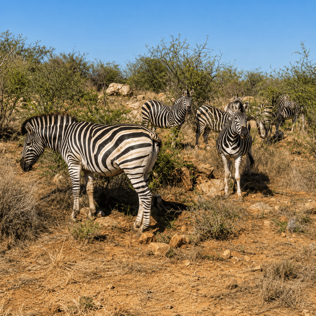 GABORONE ↔ MADIKWE GAME RESERVE (1 – 4 passengers) - Image 9