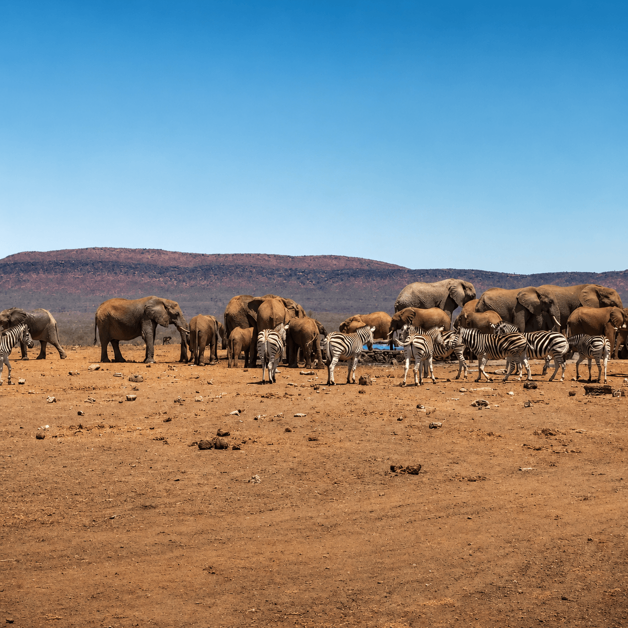 GABORONE ↔ MADIKWE GAME RESERVE (1 – 4 passengers) - Image 7