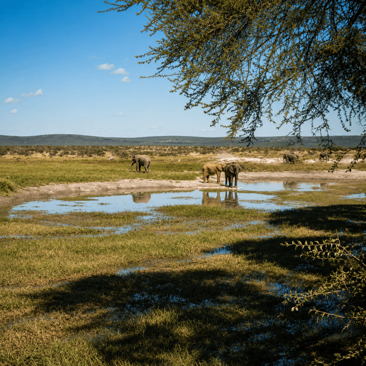 GABORONE ↔ MADIKWE GAME RESERVE (1 – 4 passengers) - Image 8